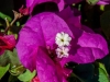 _DF12384.jpg