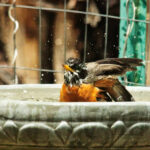 Bath Time for a Robin