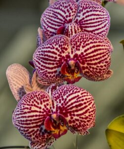 Stripped Orchid