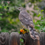 Backyard bird Hawk and Western Tanager