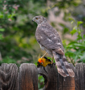 Backyard bird Hawk and Western Tanager