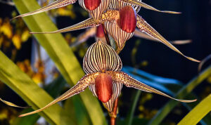 Lady Slipper Orchid 