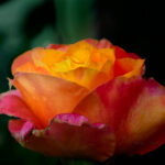 Multi colored Rose
