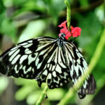 White and Black Butterfly