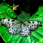 White & Black Butterfly