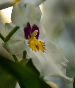 White Pansy Orchid