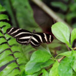 Zebra-Butterfly