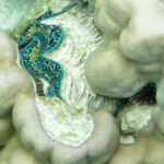 Turquoise Crocea Clam