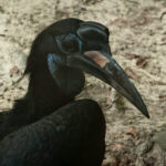 Abyssinian-Ground-Hornbill-(Bucorvus abyssinicus)