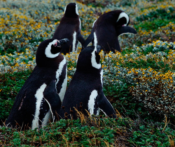 Magellanic-Penguin