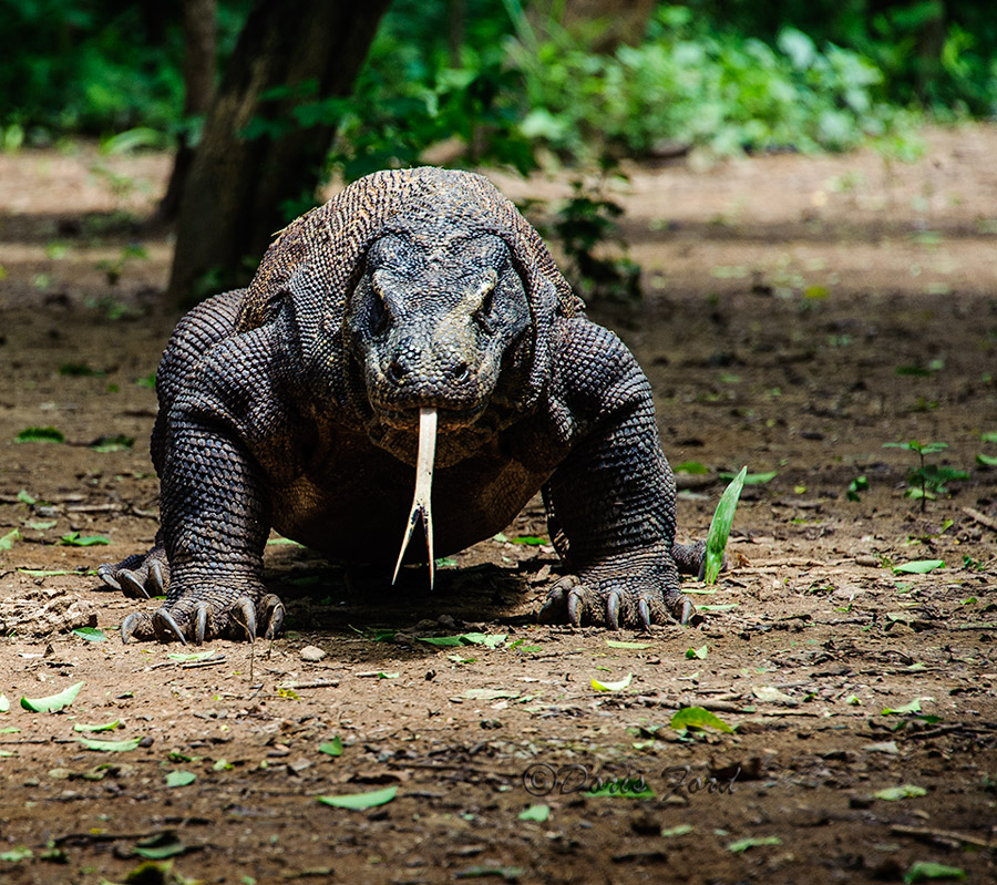 Albums 94+ Images are there komodo dragons in the galapagos islands Sharp