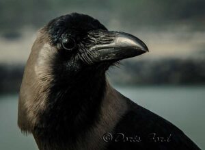 Jackdaw Black bird