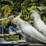Cockatoos eating off picnic Table