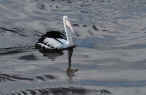 Black & White Pelican