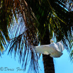 Flying Cockatoo
