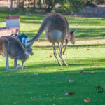 Many Kangaroos seen at dusk
