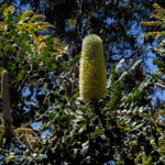 Banksia has 4 stages