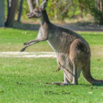 Kangaroos have clawed toes