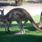 Evcited Male Kangaroo