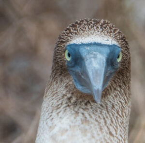 Blue Footed Boobie 