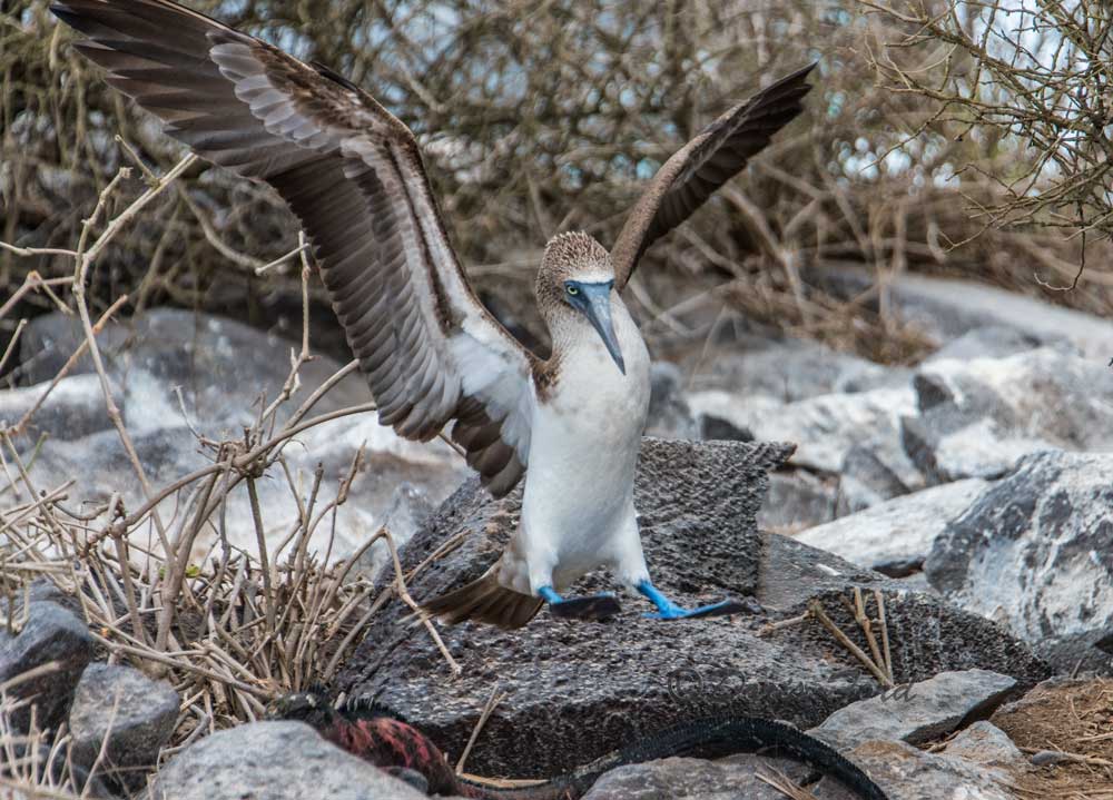 Blue-Footed-Boobie-with-wings outspread many are seen on Galapagos Islands