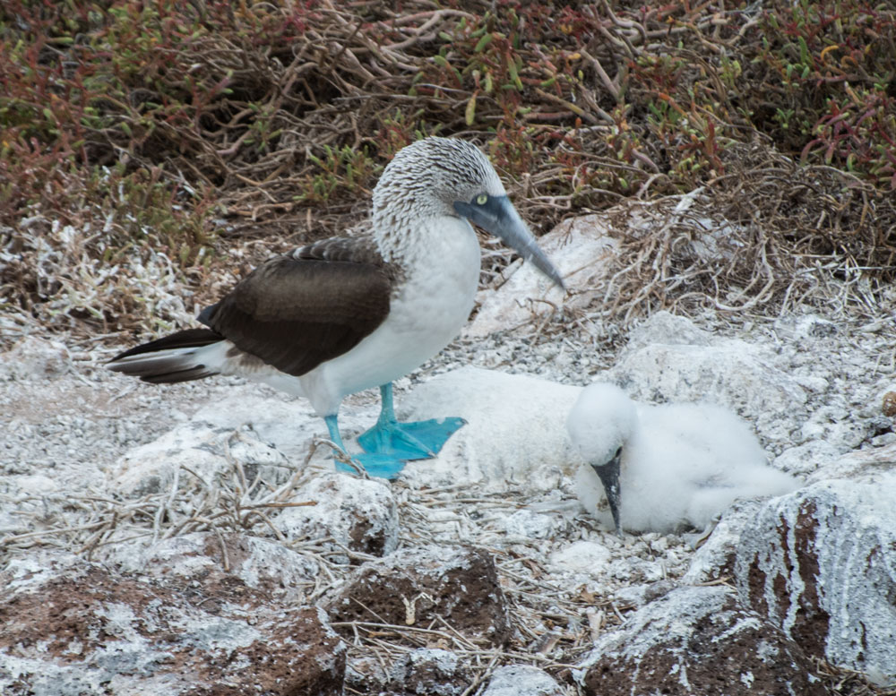 Blue-Footed Boobies on a Galapagos Island