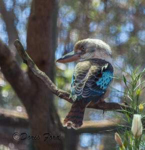 Blue winged Kookaburra