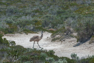 Emu in the Wild