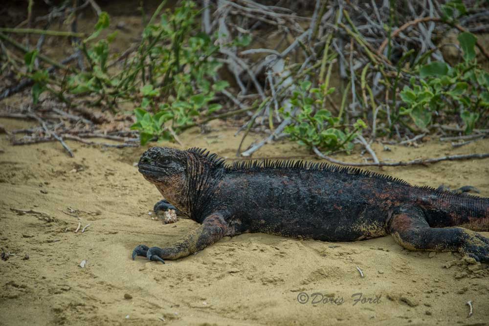 Land Iguana seen on a Galapagos Island