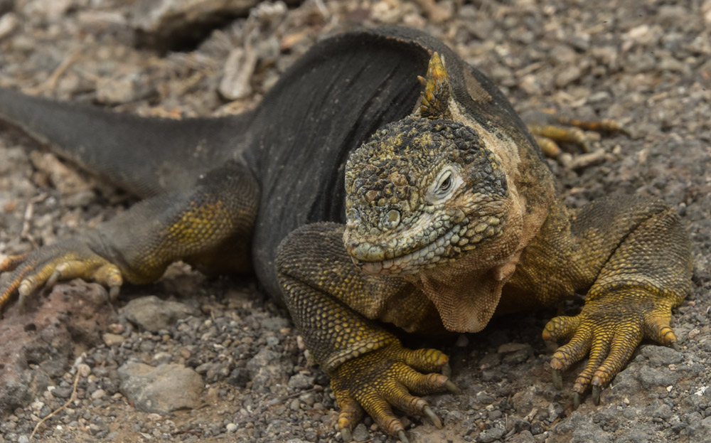 Land Iguana on a Galapagos Island