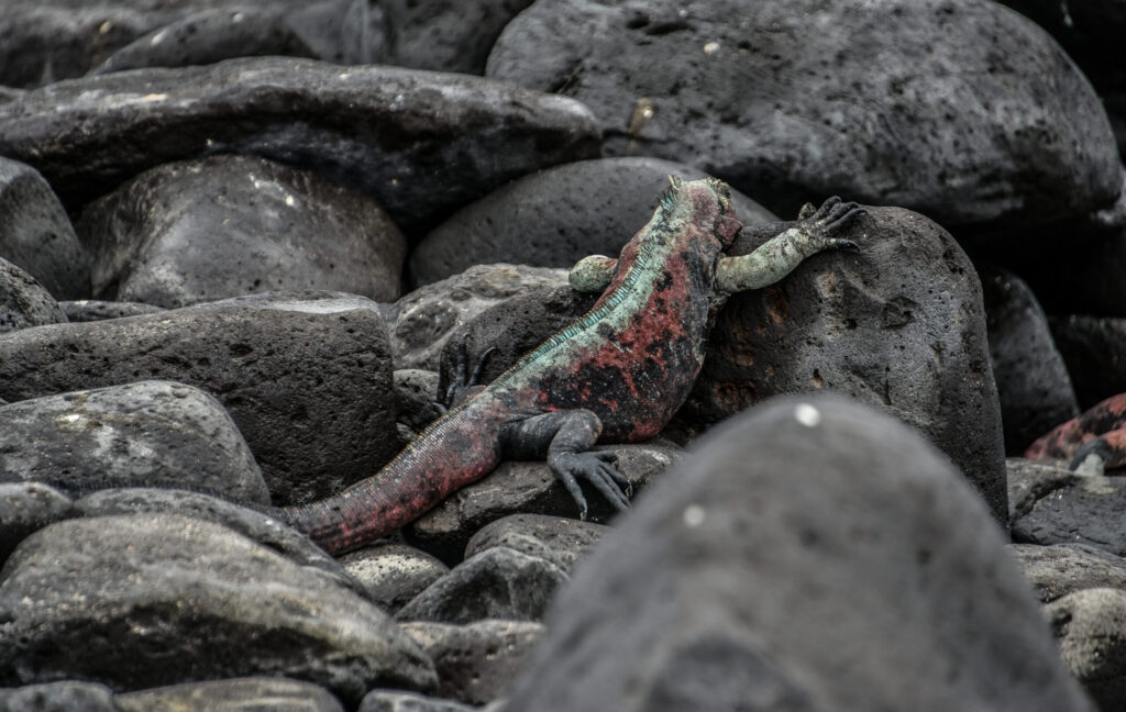 Glalpagos Sea iguana