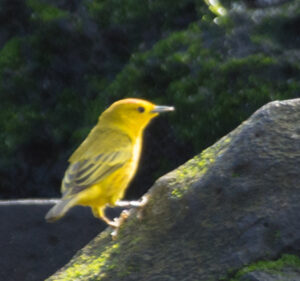 Yellow Galapagos bird on a Galapagos Island