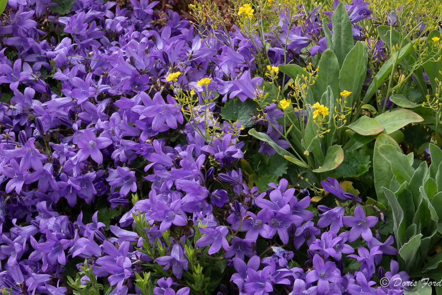 bee on Purple flowers