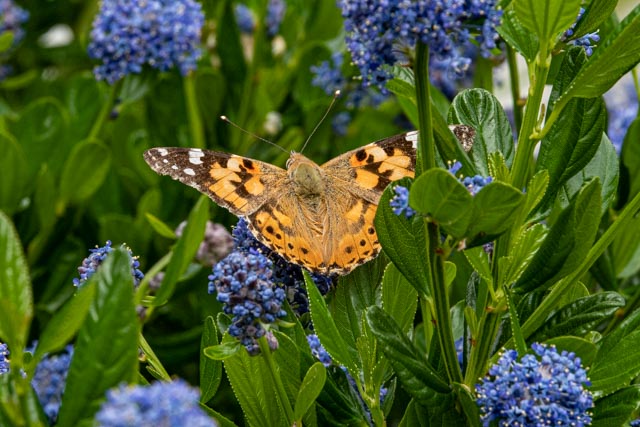 Butterfly on blue flowers