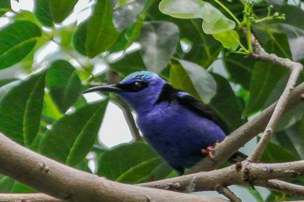 This image has an empty alt attribute; its file name is Purple-Honey-Creeper.jpg