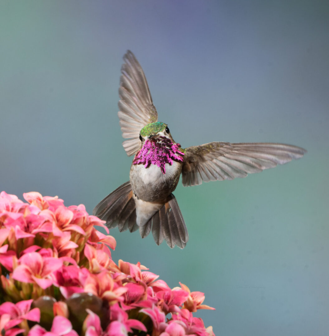 hummingbird